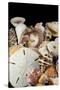 Detail of Seashells from around the World-Cindy Miller Hopkins-Stretched Canvas