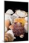 Detail of Seashells from around the World-Cindy Miller Hopkins-Mounted Photographic Print