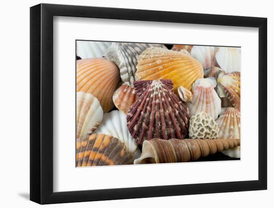 Detail of Seashells from around the World-Cindy Miller Hopkins-Framed Photographic Print