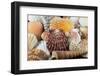 Detail of Seashells from around the World-Cindy Miller Hopkins-Framed Photographic Print