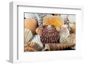 Detail of Seashells from around the World-Cindy Miller Hopkins-Framed Photographic Print