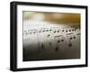 Detail of Sheet Music-Ryan Mcvay-Framed Photographic Print