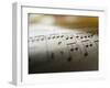 Detail of Sheet Music-Ryan Mcvay-Framed Photographic Print