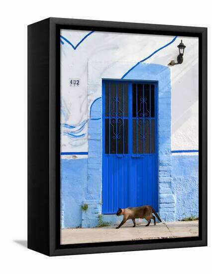 Detail of Siamese Cat in Doorway with Wrought Iron Cover, Puerto Vallarta, Mexico-Nancy & Steve Ross-Framed Stretched Canvas