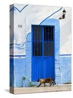 Detail of Siamese Cat in Doorway with Wrought Iron Cover, Puerto Vallarta, Mexico-Nancy & Steve Ross-Stretched Canvas