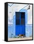 Detail of Siamese Cat in Doorway with Wrought Iron Cover, Puerto Vallarta, Mexico-Nancy & Steve Ross-Framed Stretched Canvas