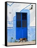 Detail of Siamese Cat in Doorway with Wrought Iron Cover, Puerto Vallarta, Mexico-Nancy & Steve Ross-Framed Stretched Canvas