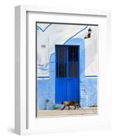 Detail of Siamese Cat in Doorway with Wrought Iron Cover, Puerto Vallarta, Mexico-Nancy & Steve Ross-Framed Photographic Print