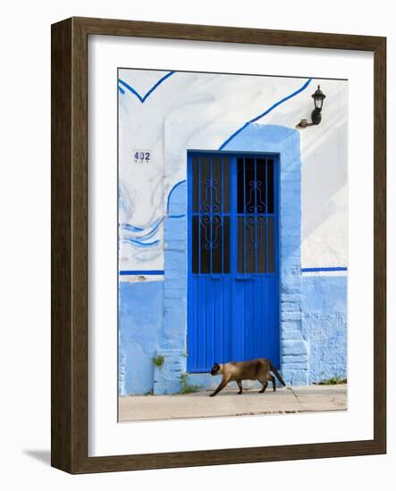 Detail of Siamese Cat in Doorway with Wrought Iron Cover, Puerto Vallarta, Mexico-Nancy & Steve Ross-Framed Photographic Print