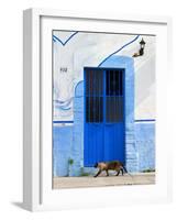 Detail of Siamese Cat in Doorway with Wrought Iron Cover, Puerto Vallarta, Mexico-Nancy & Steve Ross-Framed Photographic Print