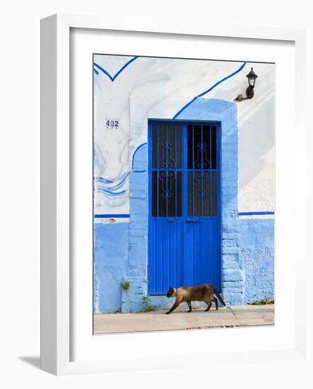 Detail of Siamese Cat in Doorway with Wrought Iron Cover, Puerto Vallarta, Mexico-Nancy & Steve Ross-Framed Photographic Print