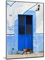 Detail of Siamese Cat in Doorway with Wrought Iron Cover, Puerto Vallarta, Mexico-Nancy & Steve Ross-Mounted Photographic Print