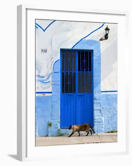 Detail of Siamese Cat in Doorway with Wrought Iron Cover, Puerto Vallarta, Mexico-Nancy & Steve Ross-Framed Photographic Print