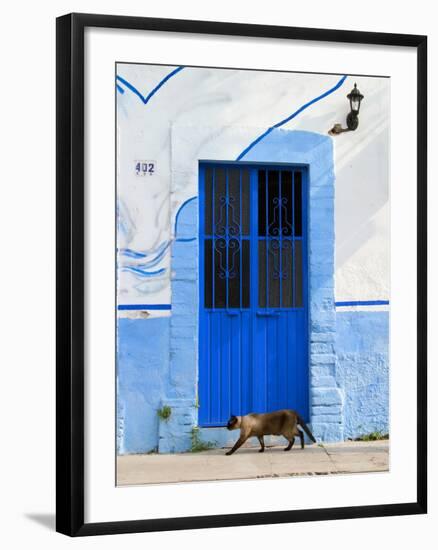 Detail of Siamese Cat in Doorway with Wrought Iron Cover, Puerto Vallarta, Mexico-Nancy & Steve Ross-Framed Photographic Print