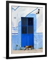 Detail of Siamese Cat in Doorway with Wrought Iron Cover, Puerto Vallarta, Mexico-Nancy & Steve Ross-Framed Photographic Print