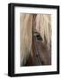 Detail of sorrel horse with flax mane.-Cindy Miller Hopkins-Framed Photographic Print