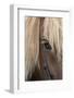 Detail of sorrel horse with flax mane.-Cindy Miller Hopkins-Framed Photographic Print