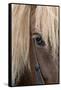 Detail of sorrel horse with flax mane.-Cindy Miller Hopkins-Framed Stretched Canvas