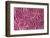 Detail of sponge Maldives, Indian Ocean-Franco Banfi-Framed Photographic Print