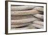 Detail of Stacked Boat Mooring Lines, Bremerton, Washington, USA-Jaynes Gallery-Framed Photographic Print