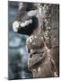 Detail of Stone Face on Towers in the Bayon Temple, Angkor Thom, Cambodia-null-Mounted Photographic Print