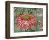 Detail of Temple Lotus Flower Tile Floor, Thai Buddhist Temple, Island of Penang, Malaysia-Cindy Miller Hopkins-Framed Photographic Print