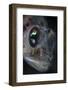 Detail of the Face and Eye of a Goby Fish-Stocktrek Images-Framed Photographic Print