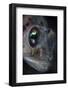 Detail of the Face and Eye of a Goby Fish-Stocktrek Images-Framed Photographic Print