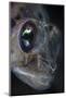 Detail of the Face and Eye of a Goby Fish-Stocktrek Images-Mounted Photographic Print