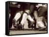 Detail of the Feet of a Group of Ruby Players in a Scrum, Paris, France-null-Framed Stretched Canvas