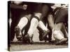Detail of the Feet of a Group of Ruby Players in a Scrum, Paris, France-null-Stretched Canvas
