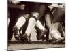 Detail of the Feet of a Group of Ruby Players in a Scrum, Paris, France-null-Mounted Photographic Print