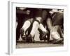 Detail of the Feet of a Group of Ruby Players in a Scrum, Paris, France-null-Framed Photographic Print