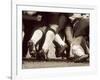 Detail of the Feet of a Group of Ruby Players in a Scrum, Paris, France-null-Framed Photographic Print