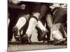 Detail of the Feet of a Group of Ruby Players in a Scrum, Paris, France-null-Mounted Photographic Print