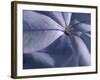 Detail of the Petals of a Blue Flower-Murray Louise-Framed Photographic Print