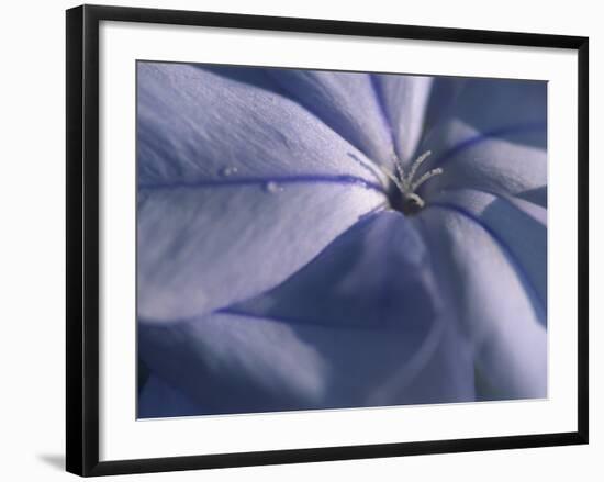 Detail of the Petals of a Blue Flower-Murray Louise-Framed Photographic Print