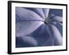 Detail of the Petals of a Blue Flower-Murray Louise-Framed Photographic Print