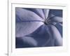 Detail of the Petals of a Blue Flower-Murray Louise-Framed Photographic Print