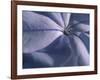 Detail of the Petals of a Blue Flower-Murray Louise-Framed Photographic Print
