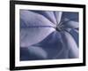 Detail of the Petals of a Blue Flower-Murray Louise-Framed Photographic Print