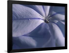 Detail of the Petals of a Blue Flower-Murray Louise-Framed Photographic Print