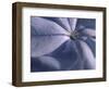 Detail of the Petals of a Blue Flower-Murray Louise-Framed Photographic Print