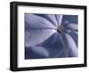 Detail of the Petals of a Blue Flower-Murray Louise-Framed Photographic Print