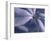 Detail of the Petals of a Blue Flower-Murray Louise-Framed Photographic Print