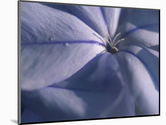 Detail of the Petals of a Blue Flower-Murray Louise-Mounted Photographic Print