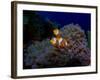 Detail of the Purple Anemone Coral with Couple of Indonesian Anemone Fish. Orange Fishes Hiding Ins-Kristina Vackova-Framed Photographic Print