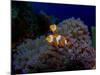 Detail of the Purple Anemone Coral with Couple of Indonesian Anemone Fish. Orange Fishes Hiding Ins-Kristina Vackova-Mounted Photographic Print