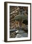 Detail Of Traditional Wooden Granary-Philippe Clement-Framed Photographic Print