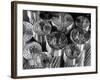 Detail of Transmission Cables, 6 Core Wires of Steel Protruding From Bundle of 60 Aluminum Cables-Margaret Bourke-White-Framed Photographic Print